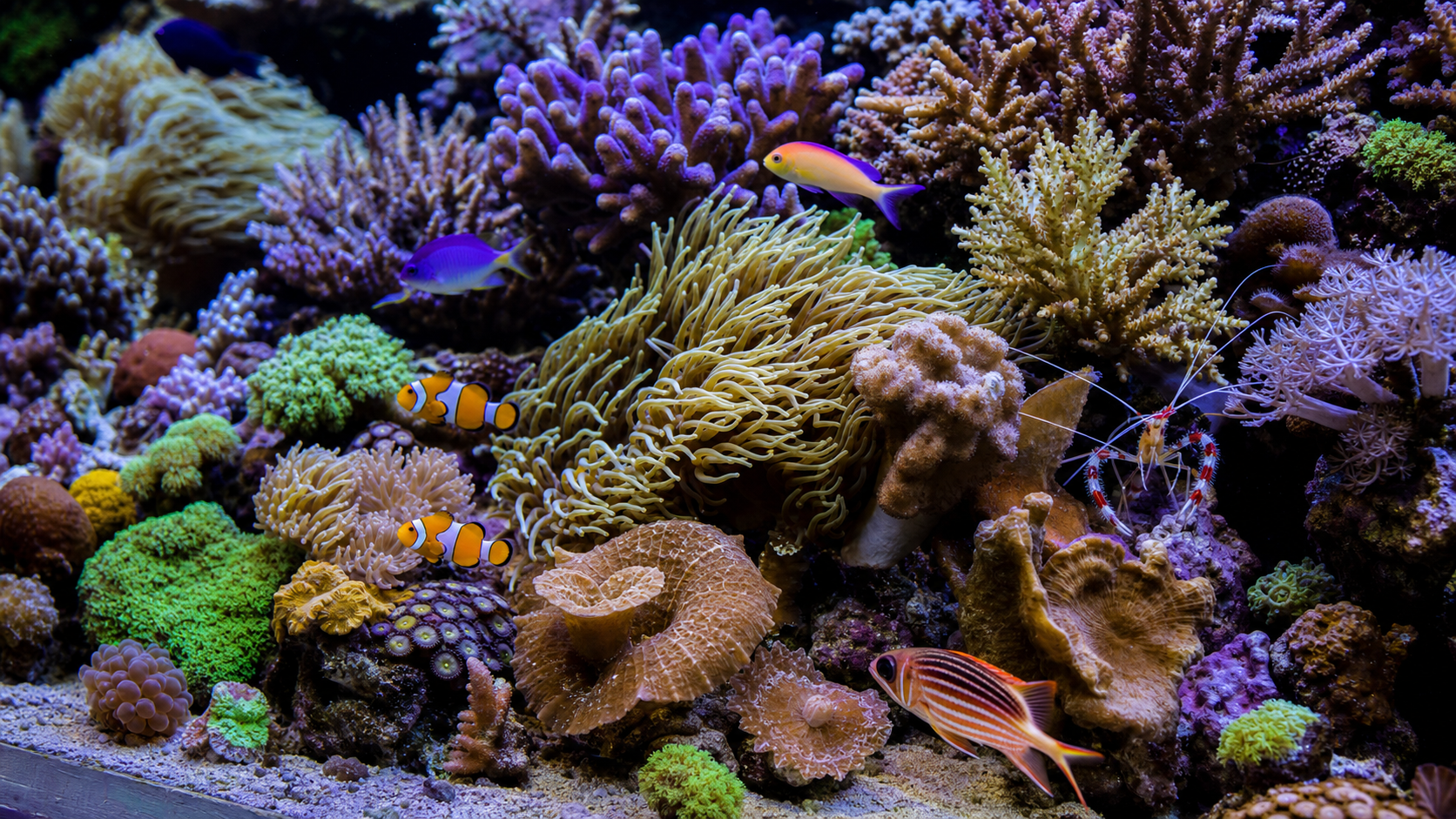 Close detail of coral reef aquarium care with healthy coral and fish