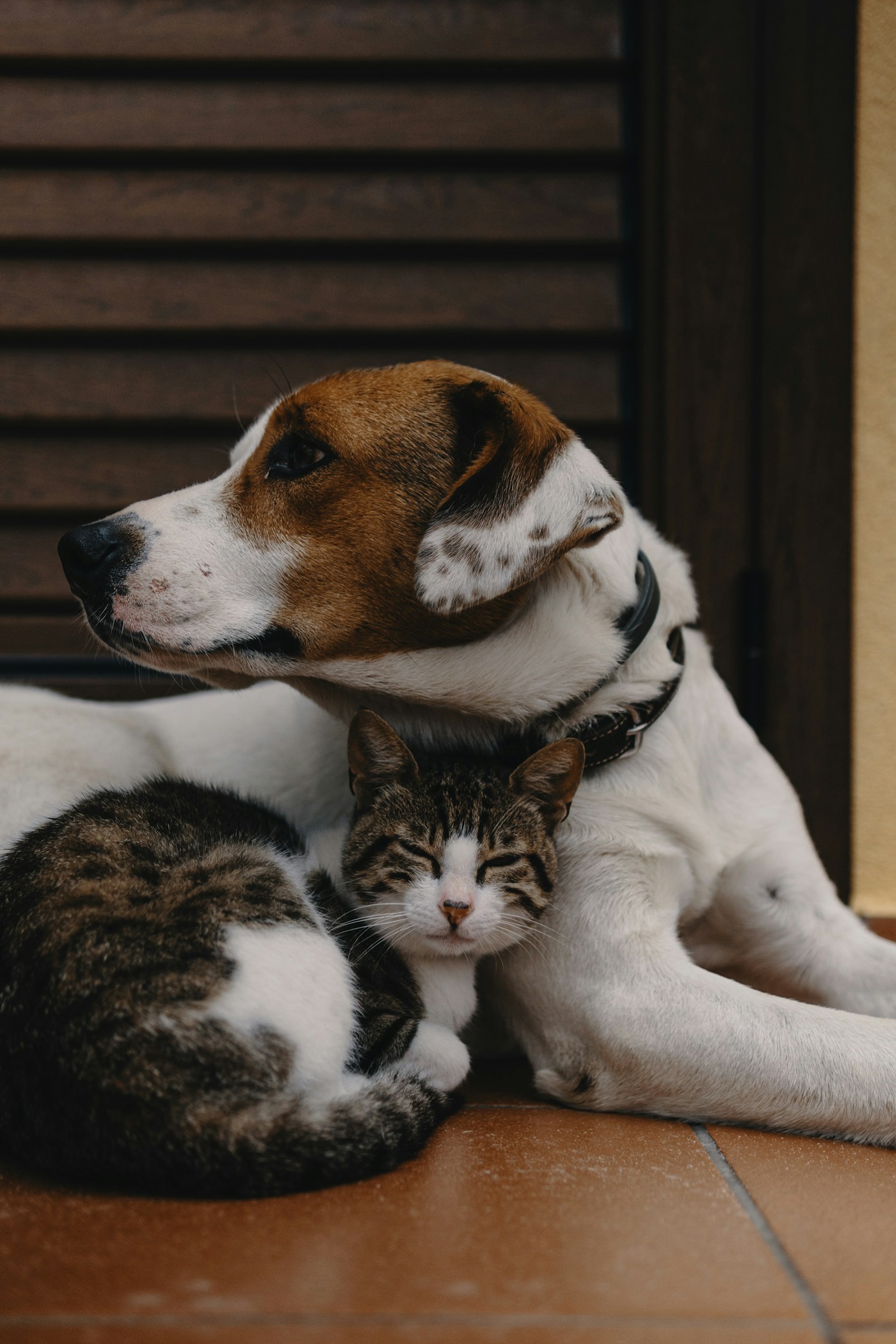 Dog and cat relaxing together at home